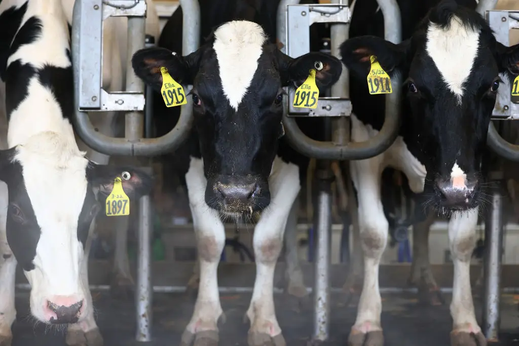  Infected dairy cows are thought to be responsible for the outbreak (Michael M. Santiago/Getty Images)