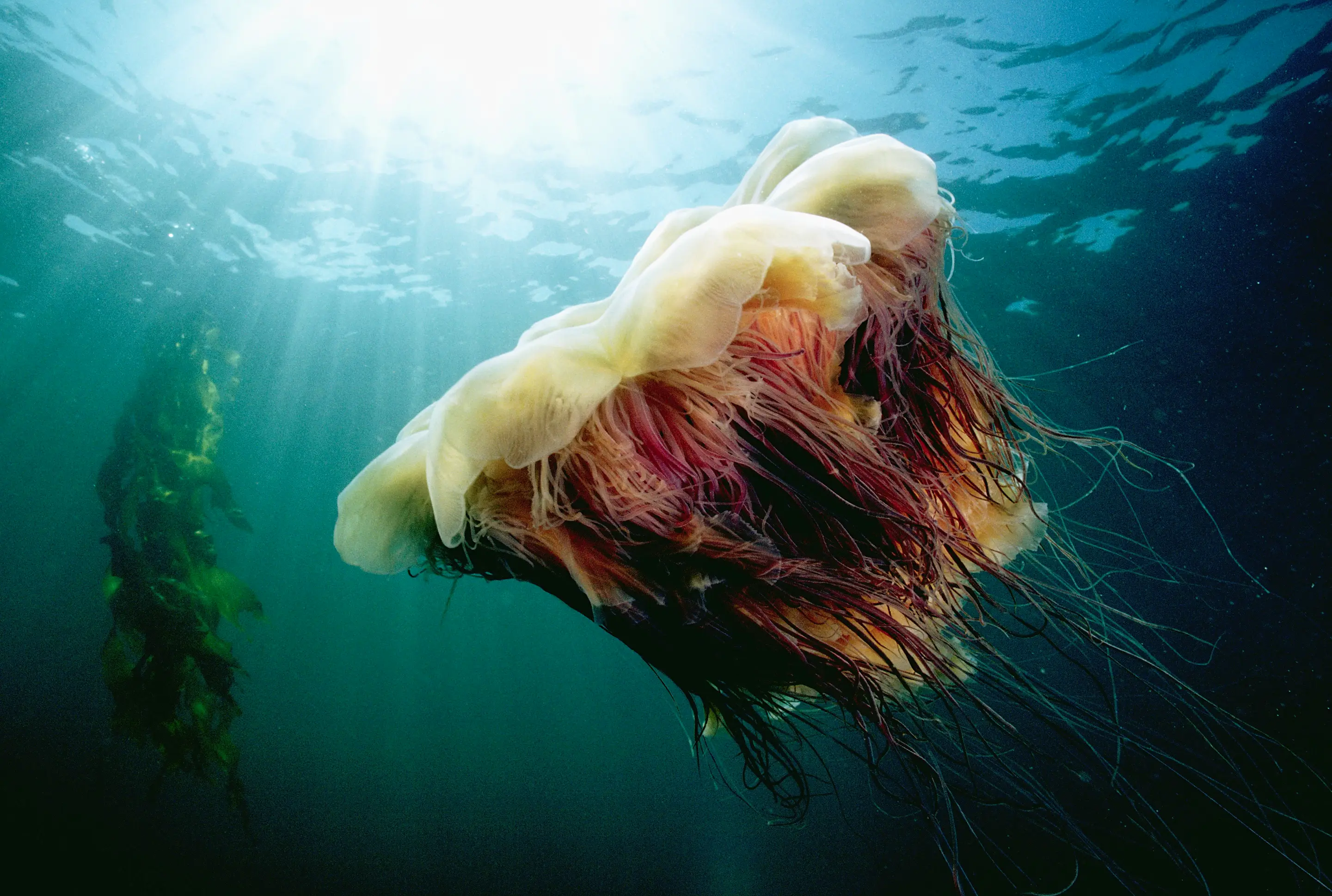 Lion mane jellyfish can grow quite big in size (Getty Stock Image)