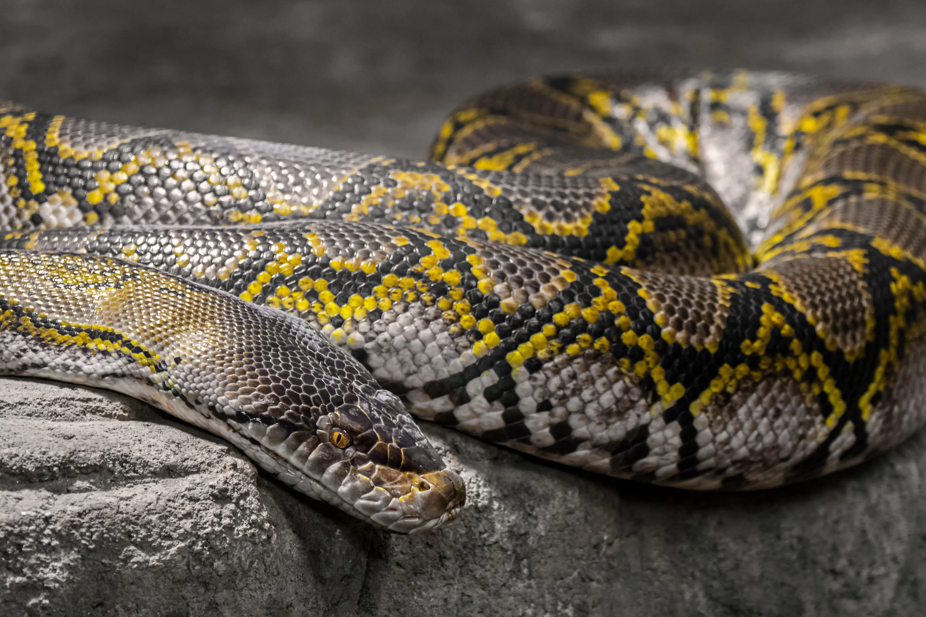 Reticulated python (Alamy)