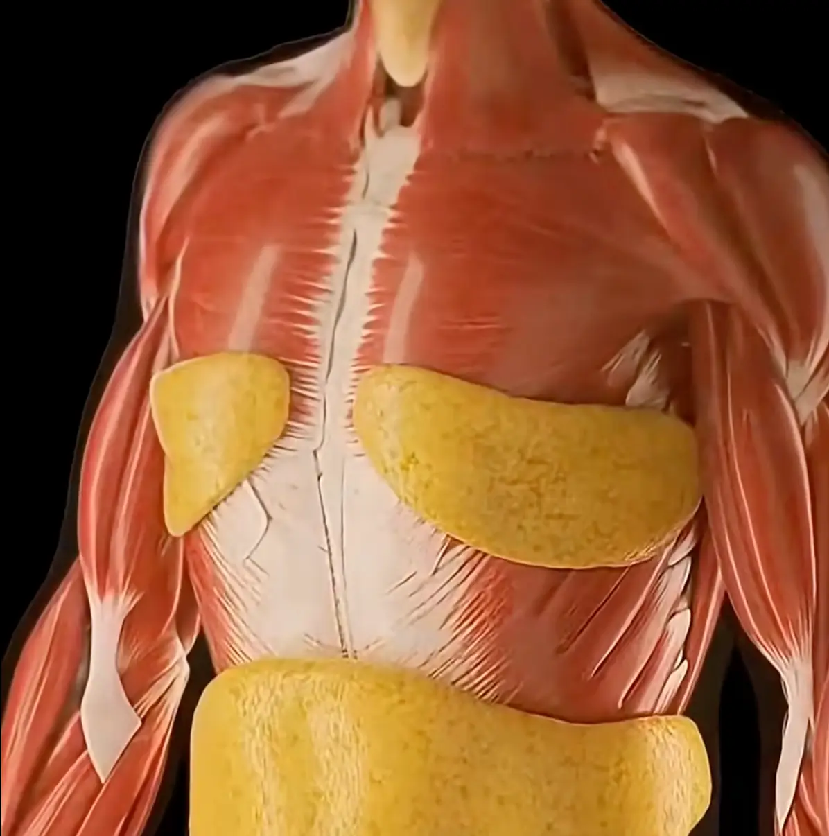 Your body goes through some mind-boggling changes if you don't eat food for 36 hours (YouTube/Wellness Wise)