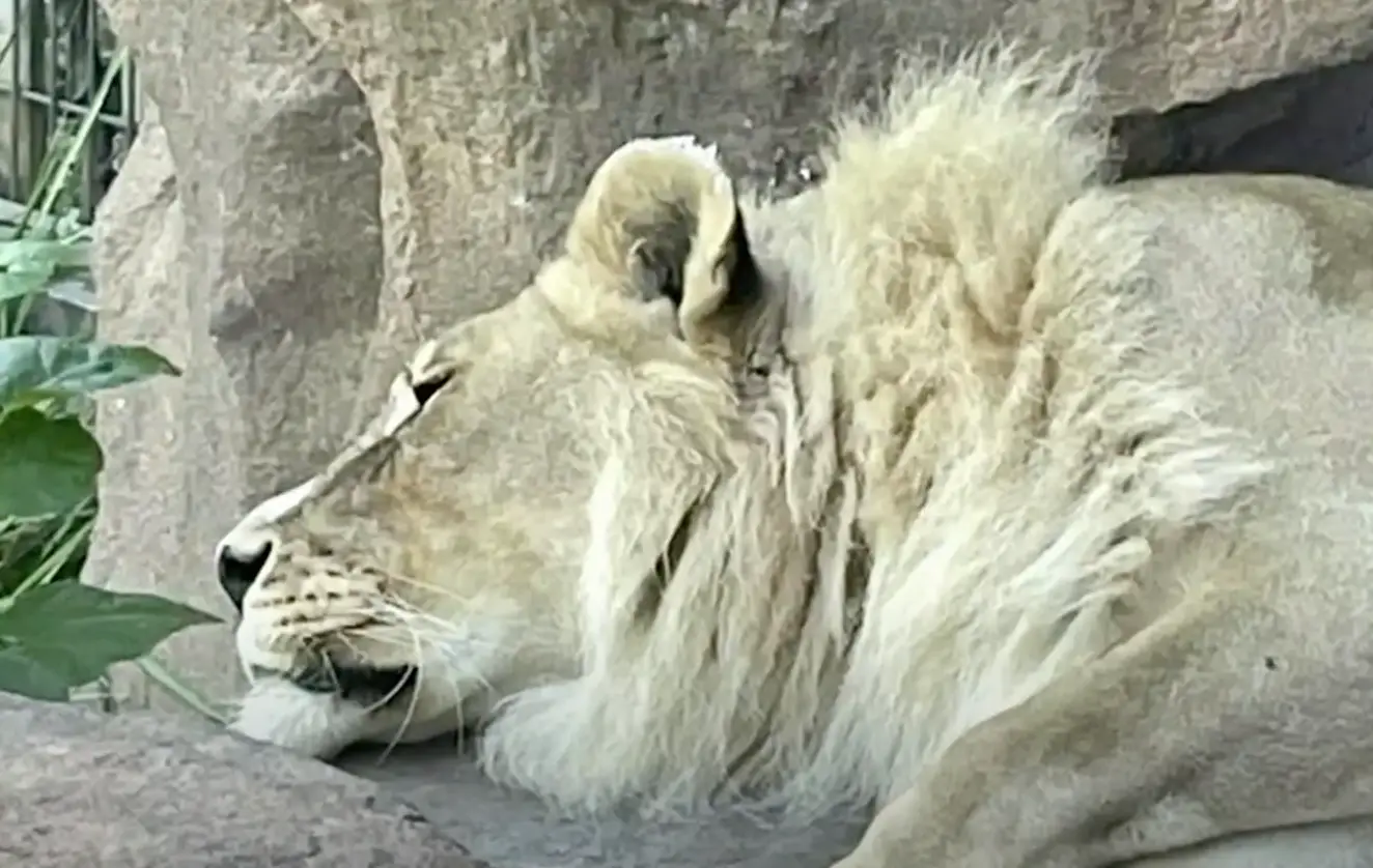 Scientists were left baffled by the lioness' mane, but said it was unlikely due to her trying to become pride leader.