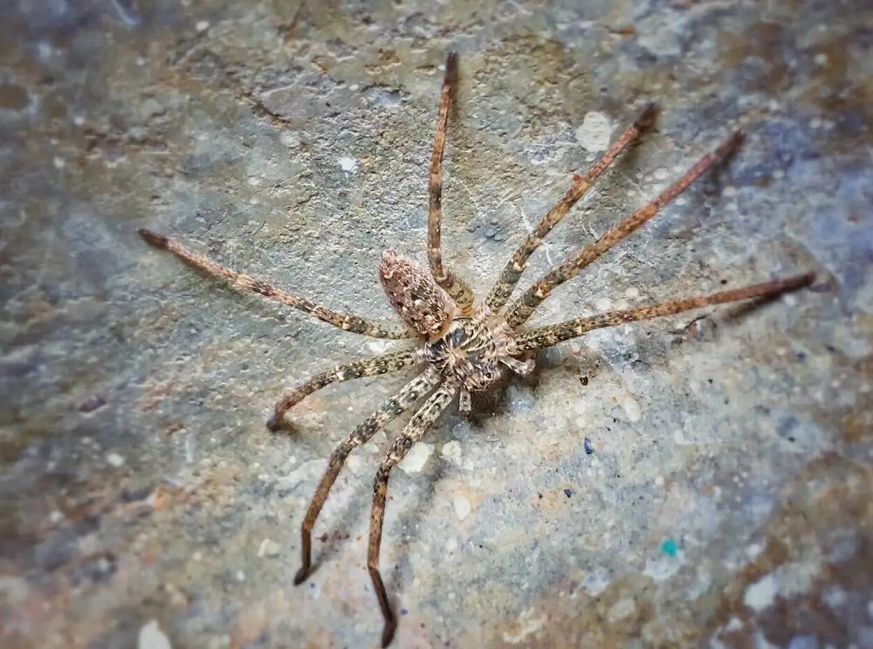 Huntsman spider (Alamy)