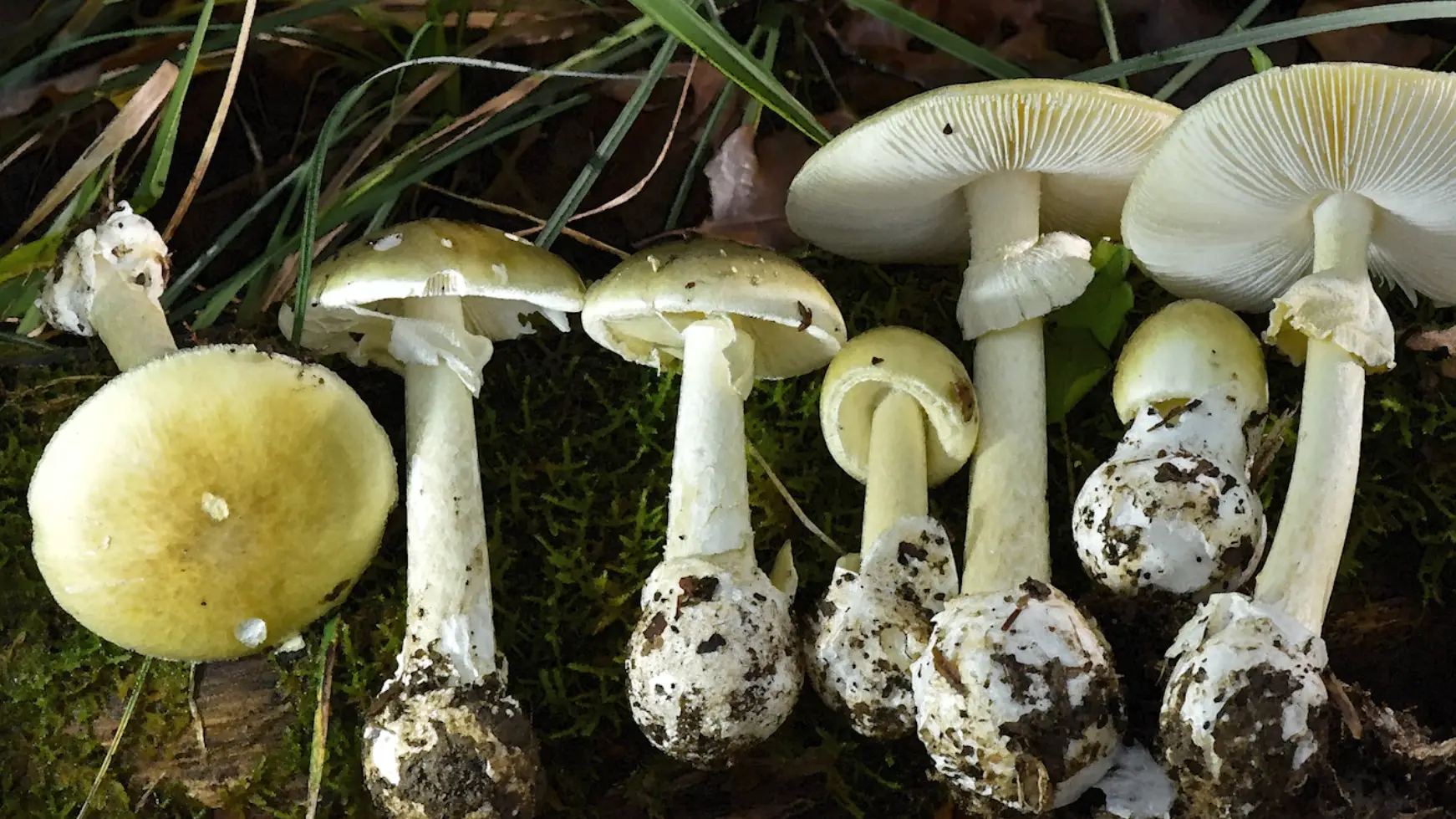 YouTube/California Department of Public Health