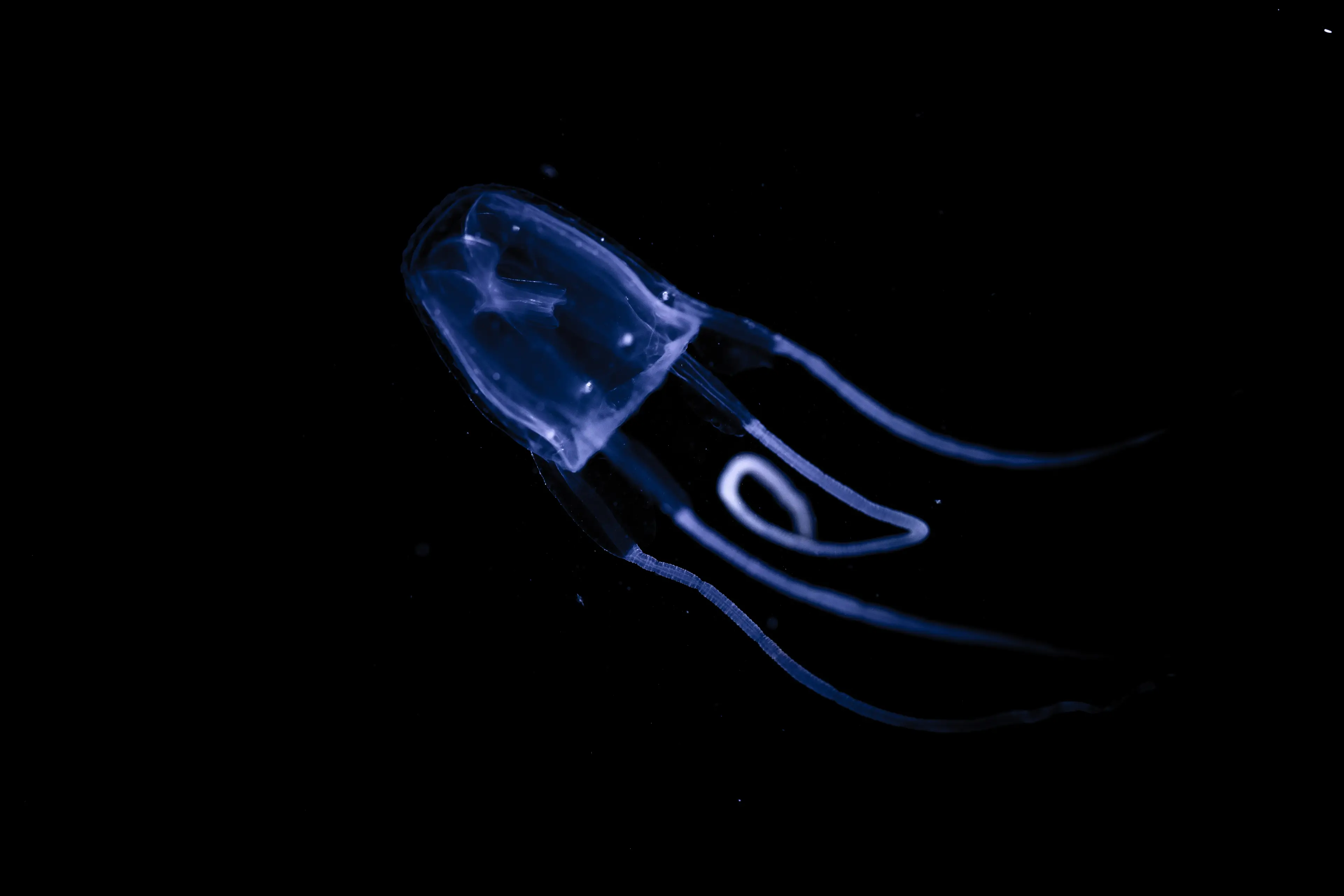 Irukandji jellyfish are no bigger than a fingernail. (Getty Stock)