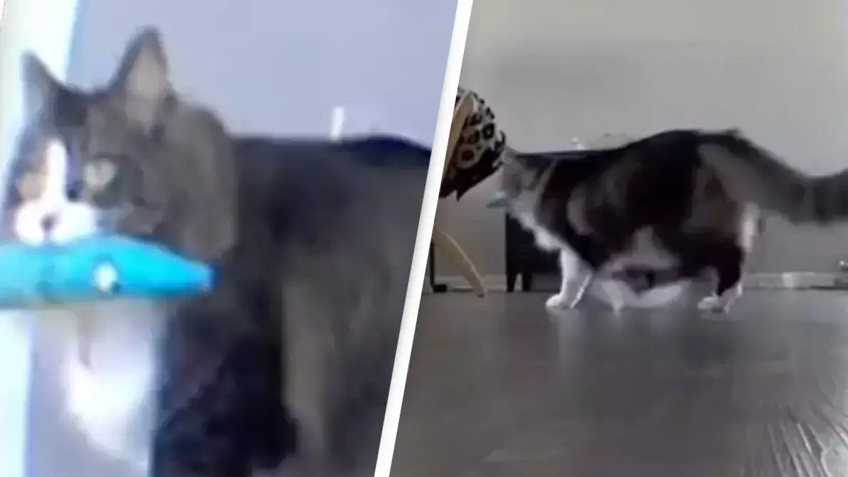 TikTok/@catnamedpawl