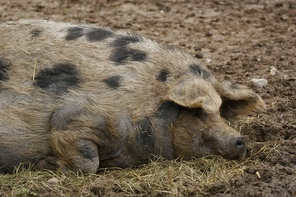 Are you in danger of becoming a spoiled pig? (Photo by blw Naturstudio/ullstein bild via Getty Images)