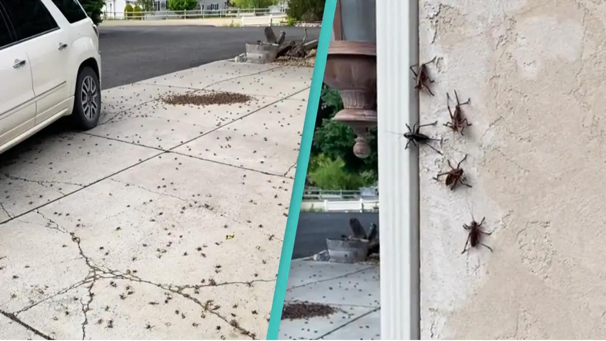 TikTok/ @auntie_coolette