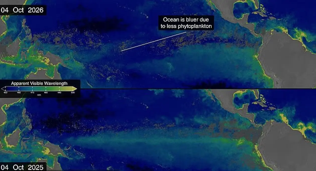 NASA satellite images reveal a stark contrast between October 2025 and October 2026, showing the Pacific Ocean turning from a vibrant green to a deep blue as plankton populations starve (NASA's Scientific Visualization Studio)