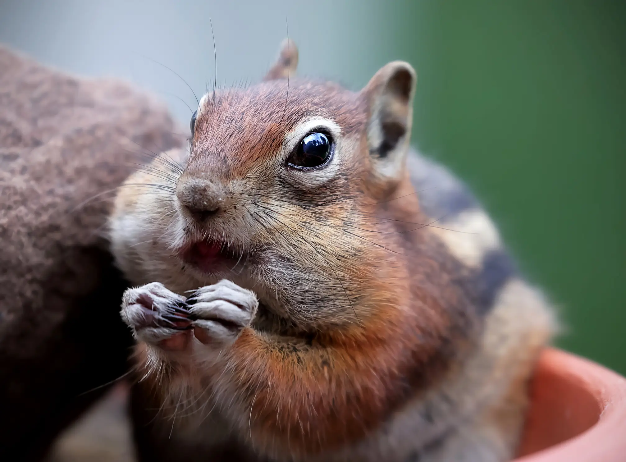 Botflies cause obvious protrusions on the squirrel's body (Getty Stock Photo)
