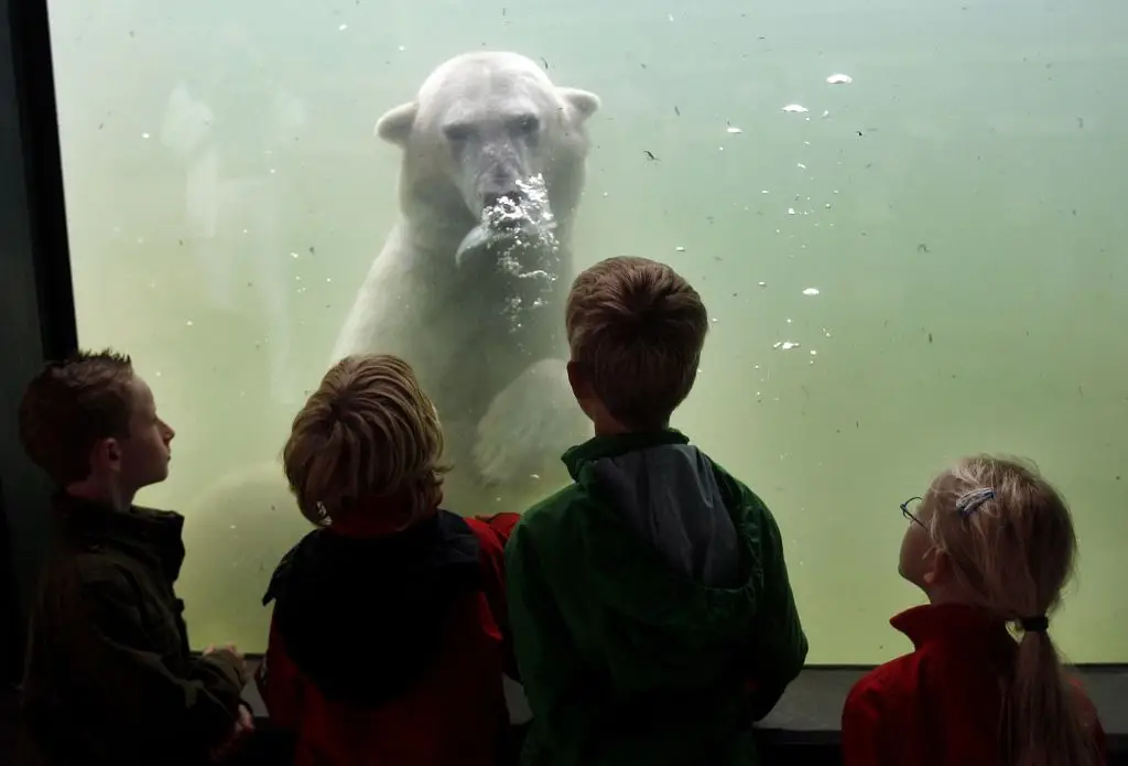 Social media users are sympathizing with the bear (ROBERT VOS/ANP/AFP via Getty Images)