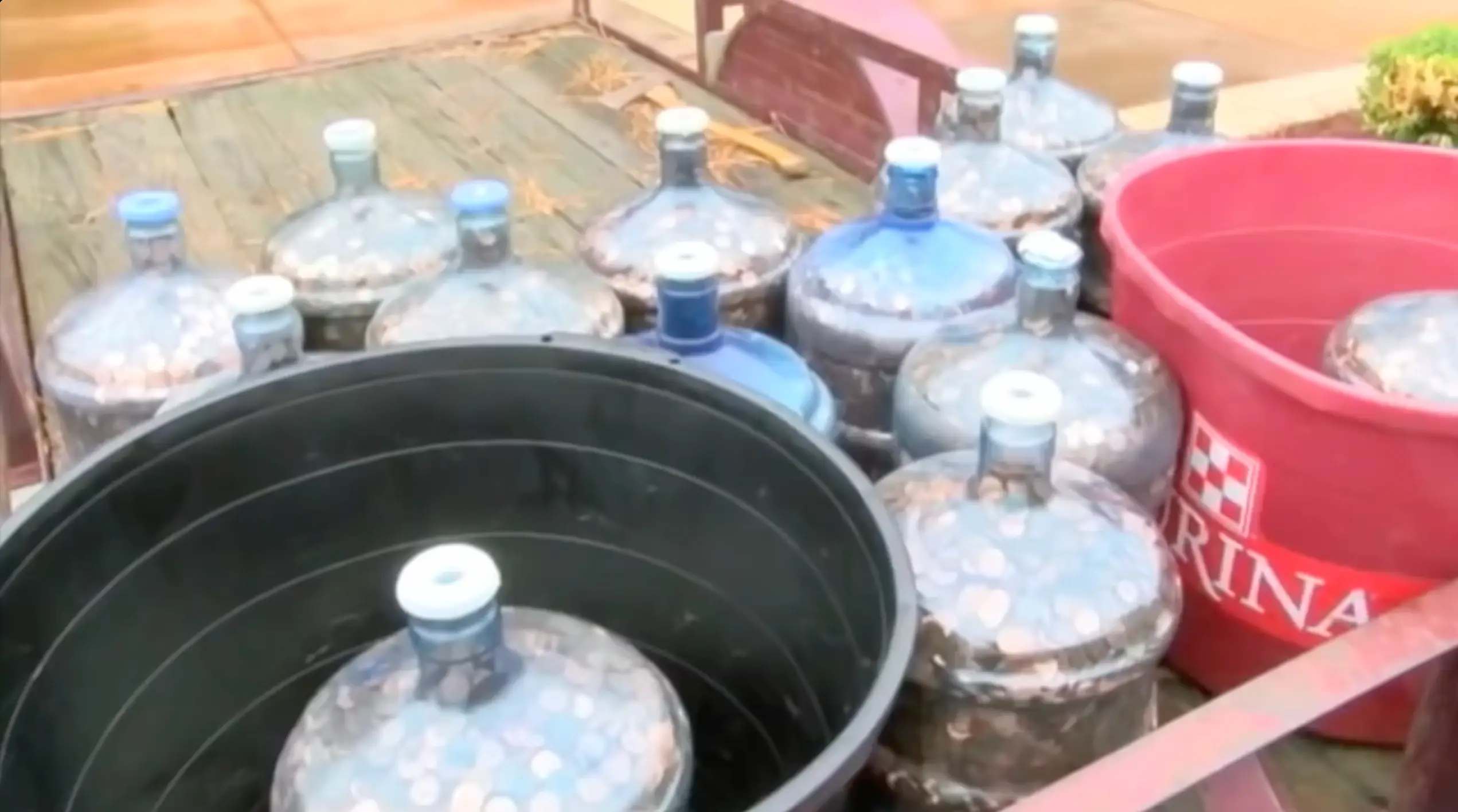 Otha's assembled pennies.