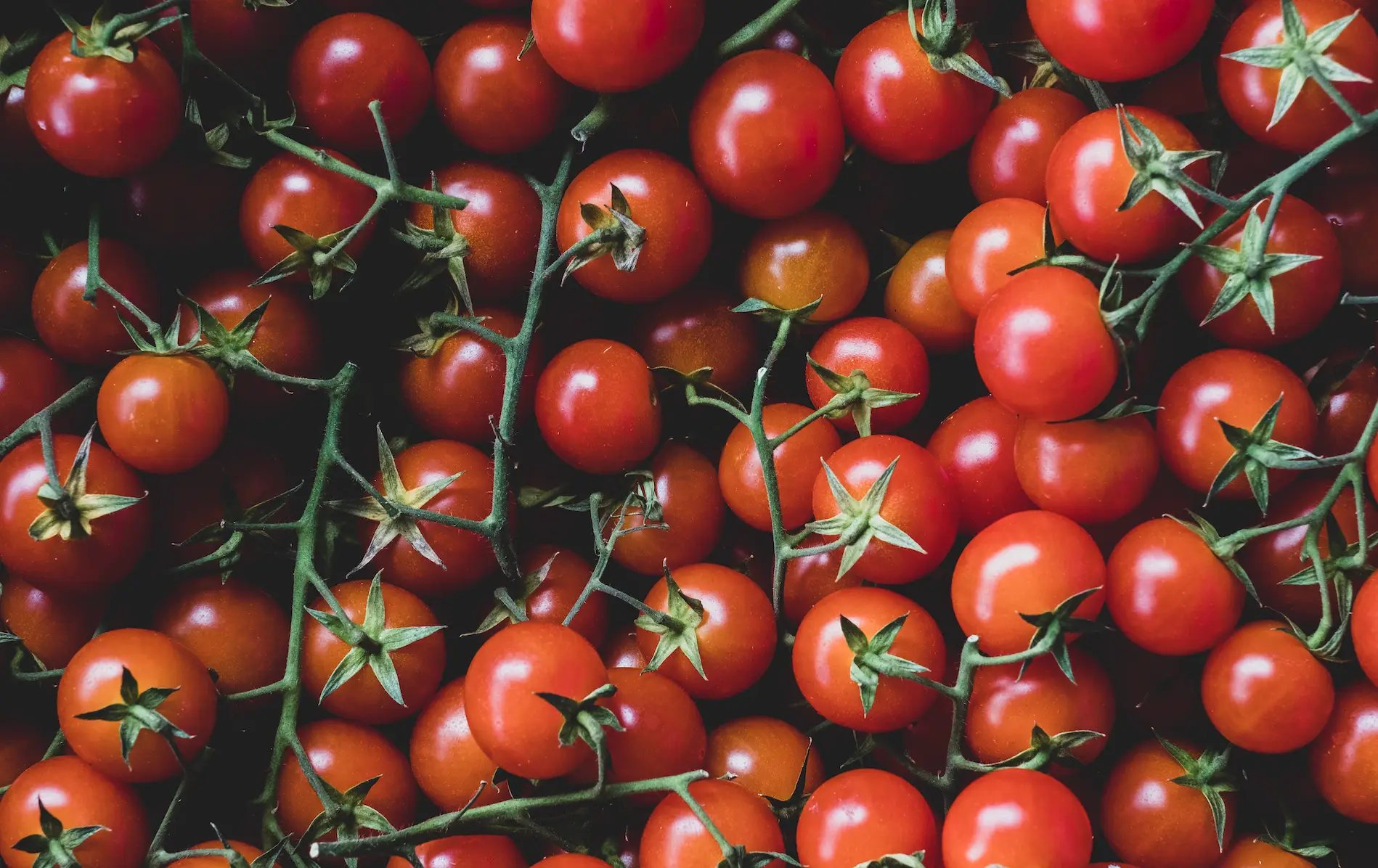 Fear not, there are only 'traces' of nicotine to be found in certain veg. (Getty Stock Images/ Mint Images) 