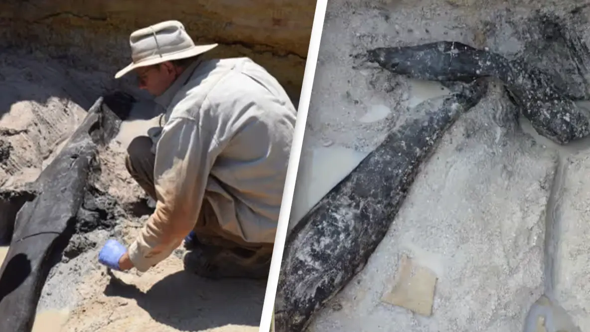 Prof Larry Barham/University of Liverpool / Banham et al, Nature (2023)