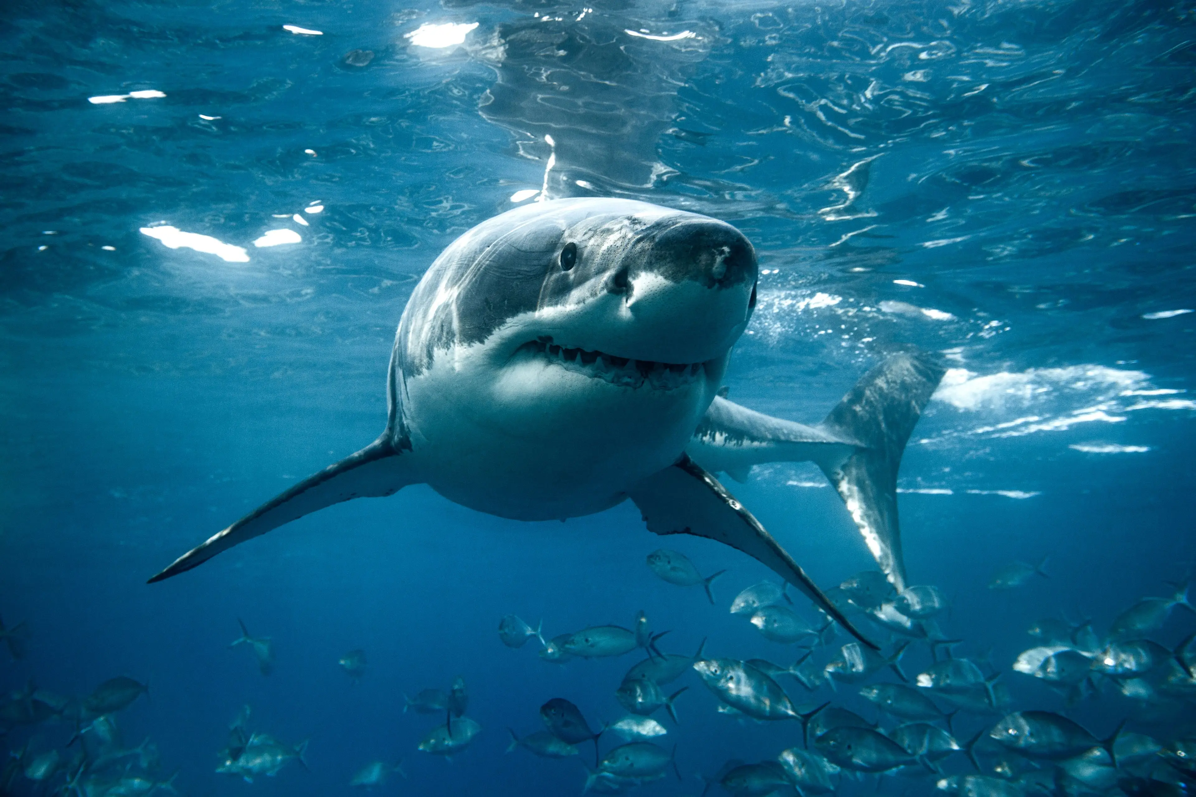 Great white sharks are known to die within days if kept in captivity (Getty Stock Photo)