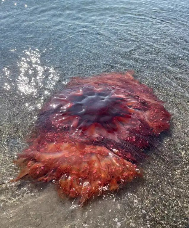 A huge 5ft wide lion's mane jellyfish has been spotted in Maine (Facebook/City of South Portland)