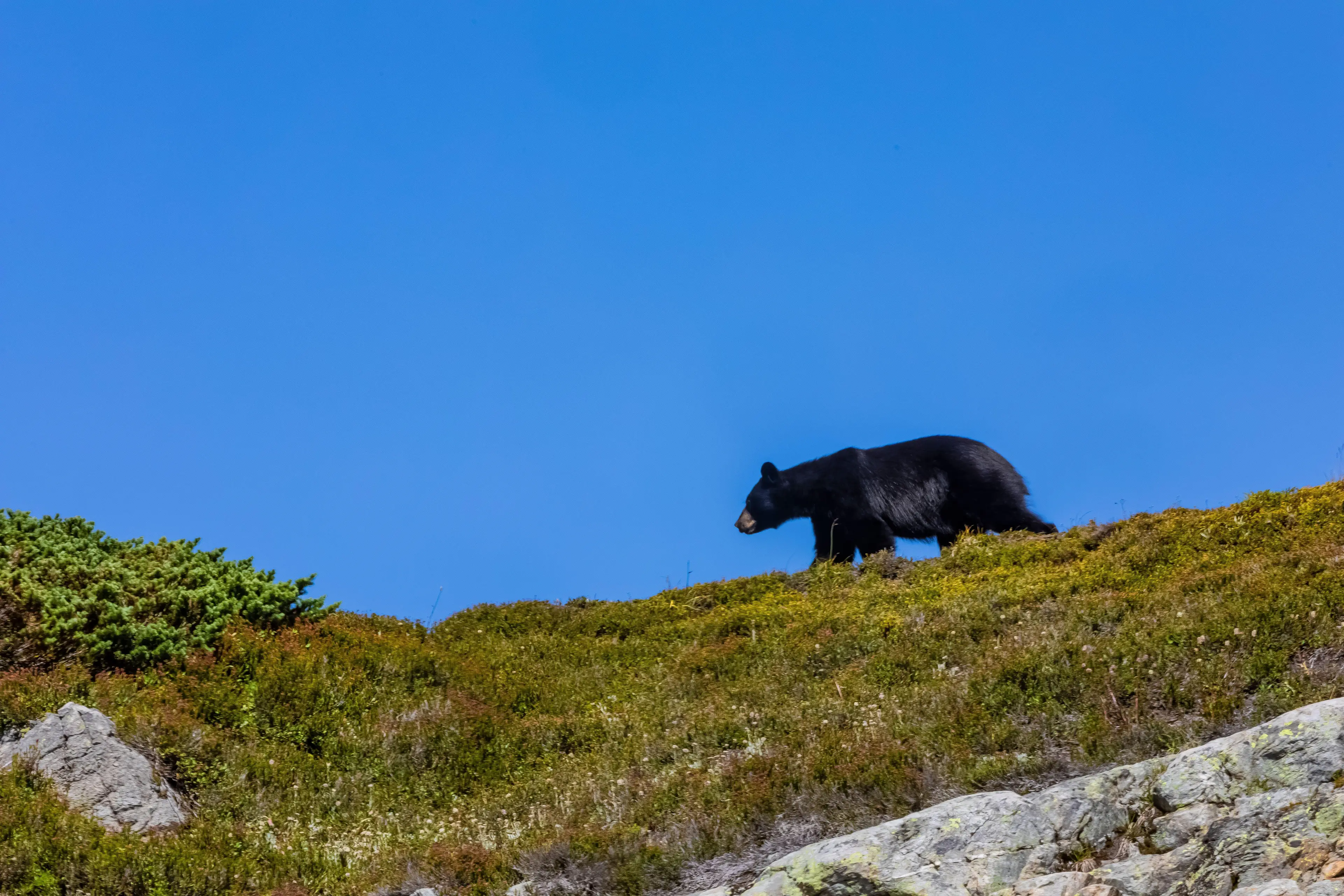 People are advised to make loud noises and 'fight back' when facing a charging black bear.
