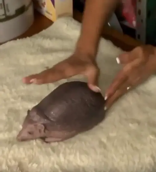 It's an unfortunate look for Mr Hedgehog (Reddit)