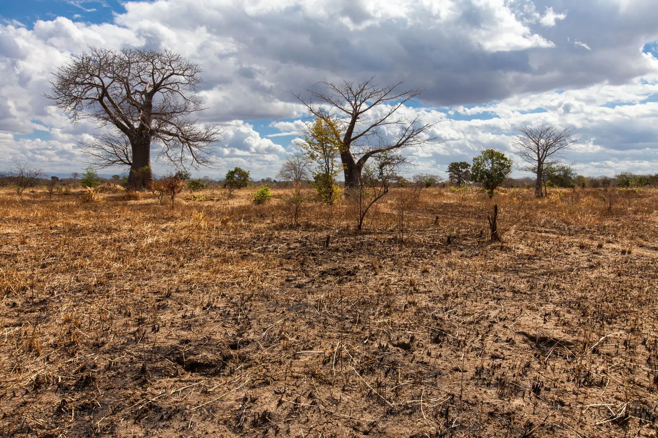 Baobab trees in a dry maize field in southern Malawi, after a failed harvest caused by the 2016 drought. The region suffers from the effects of El Nino (Getty Stock)