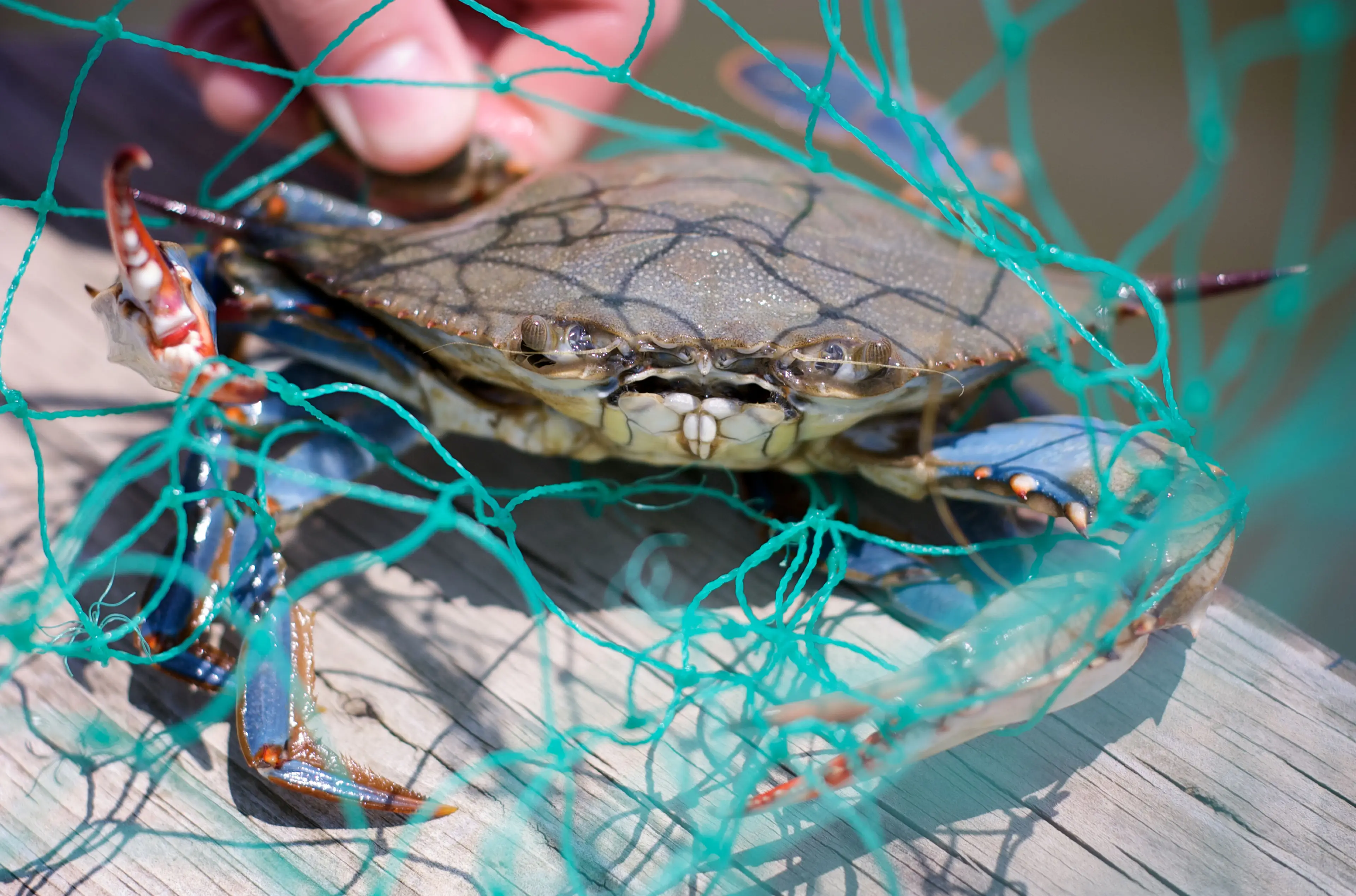 Blue crabs often snip their way through fishing nets and pinch fishermen.