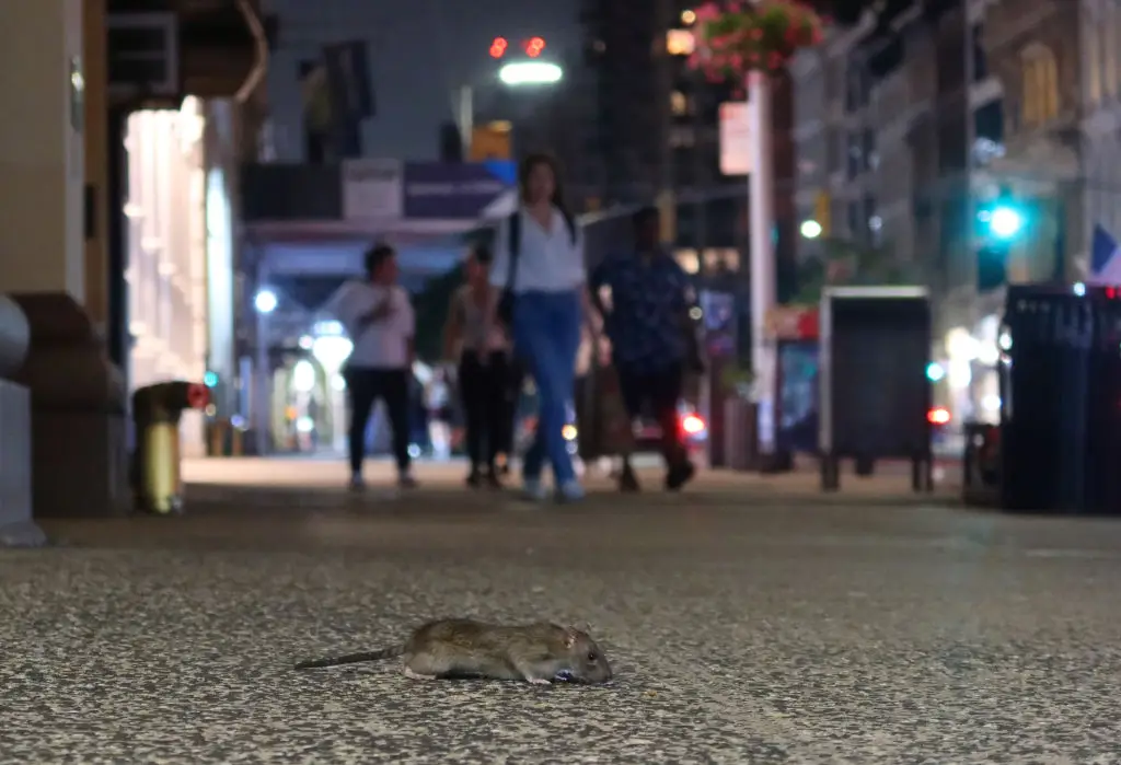 Rats are more or less everywhere we are (Gary Hershorn/Getty Images)