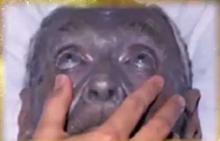 It all came down to a recessive gene (YouTube)