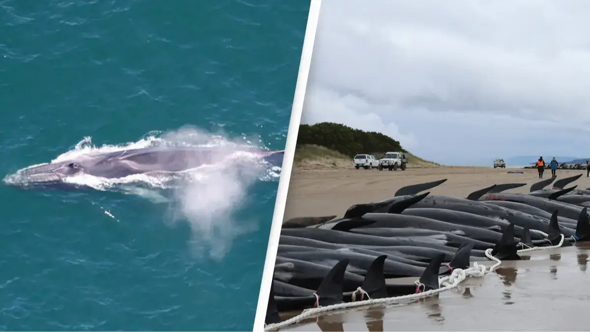 NOAA Fisheries/Getty Images/GLENN NICHOLLS