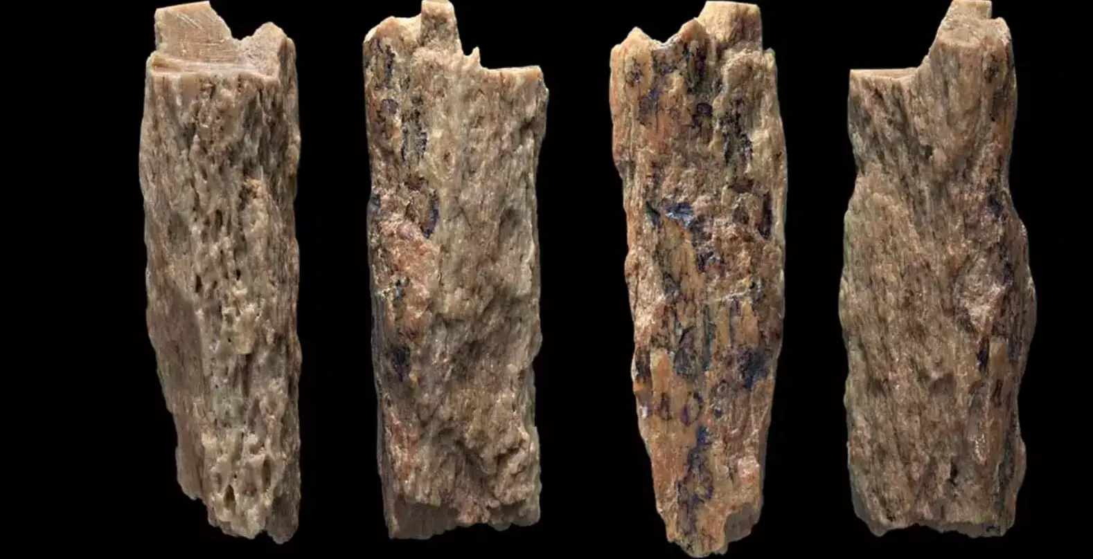 The team had to study tiny bone fragments for answers.