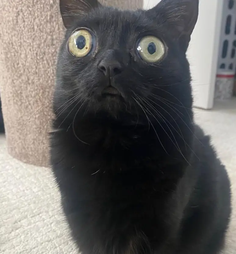 Jinx was 'impeached' later the same day.