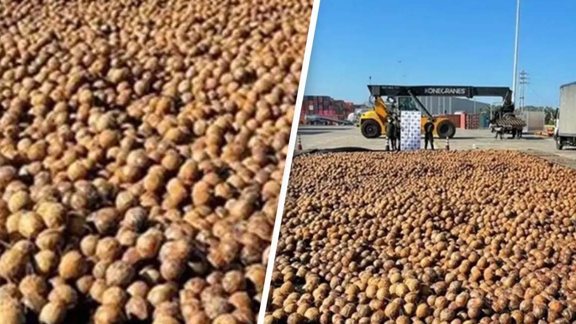 Shock As Liquid Cocaine Discovered In 20,000 Coconuts