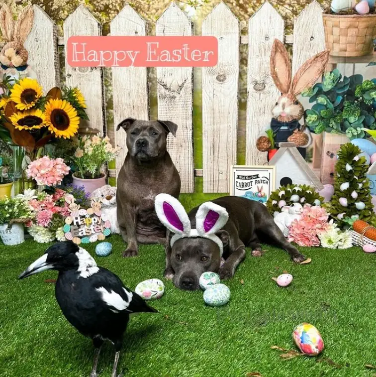 The family rescued the magpie in 2020.