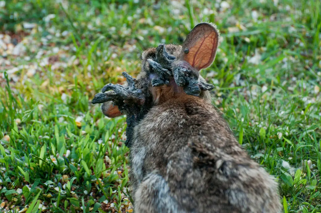 Some rabbits with the virus die of starvation due to the 'horns' growing around their mouth and eyes (Education Images/Universal Images Group via Getty Images)