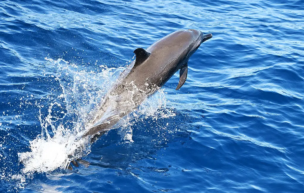 Have Iran deployed killer dolphins to the Strait of Hormuz? (Photo by YURI CORTEZ / AFP via Getty Images)