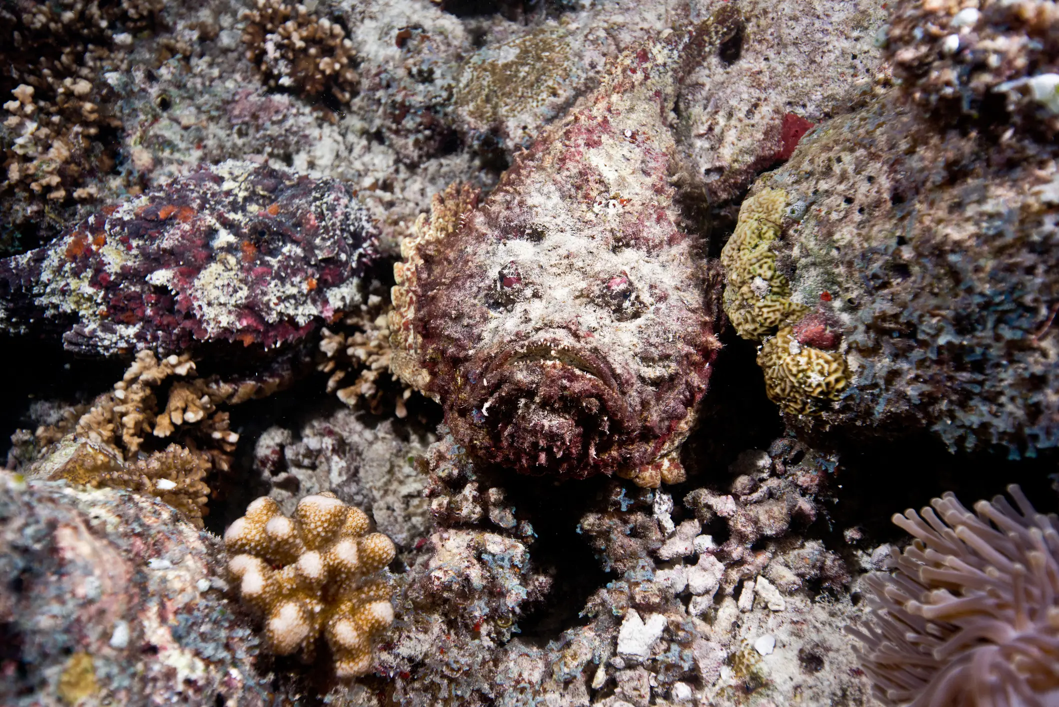 The stonefish is a master at camouflage (Getty Stock Photo)
