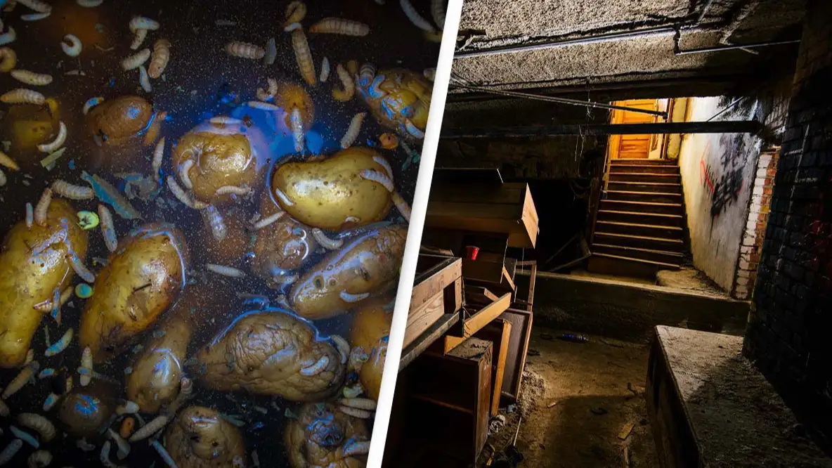 Four members of same family suddenly collapsed and died after entering basement with old potatoes