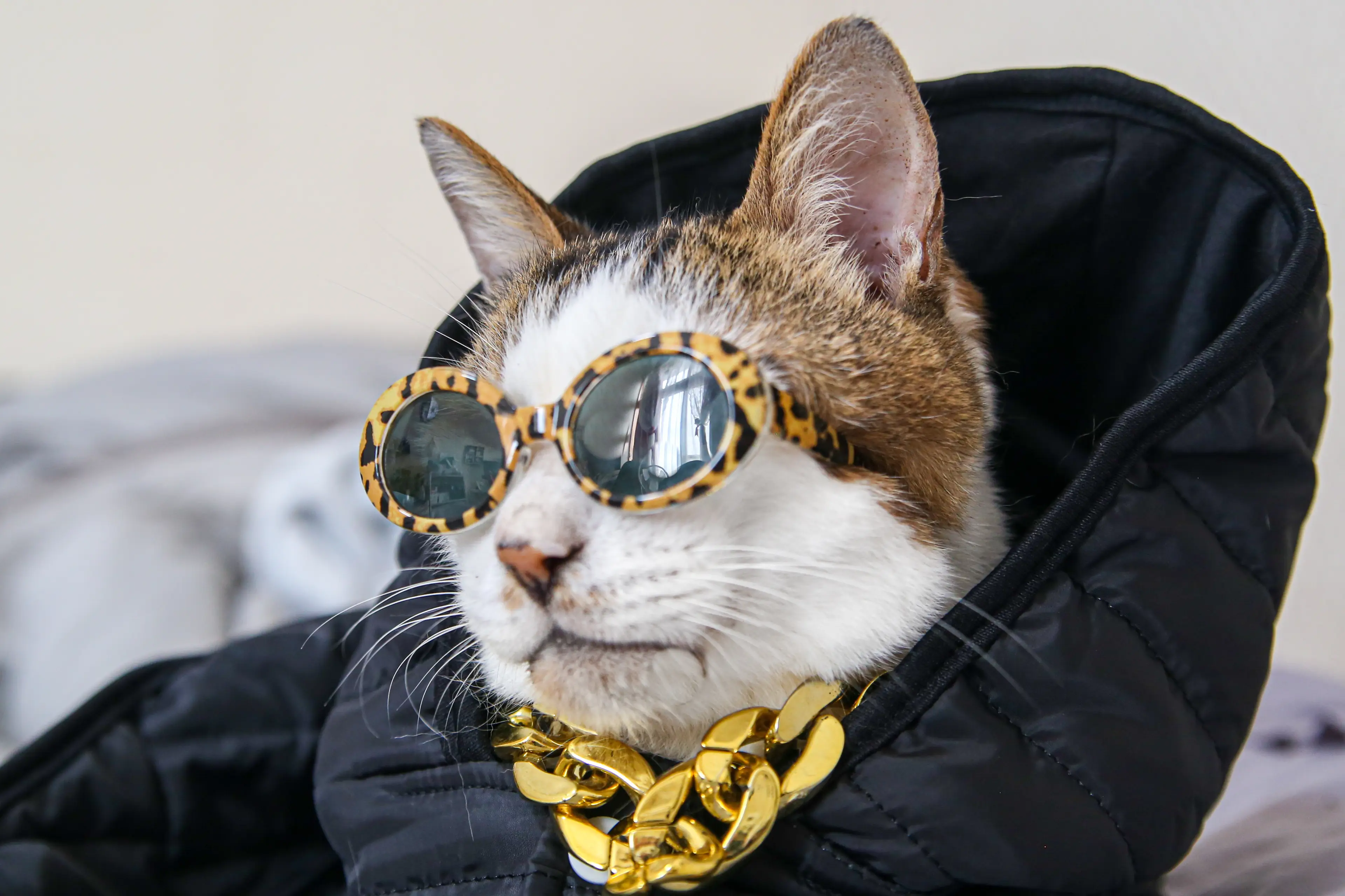 The cats were certainly set for more than just their nine lives (Getty Stock Images/MamiGibbs) 