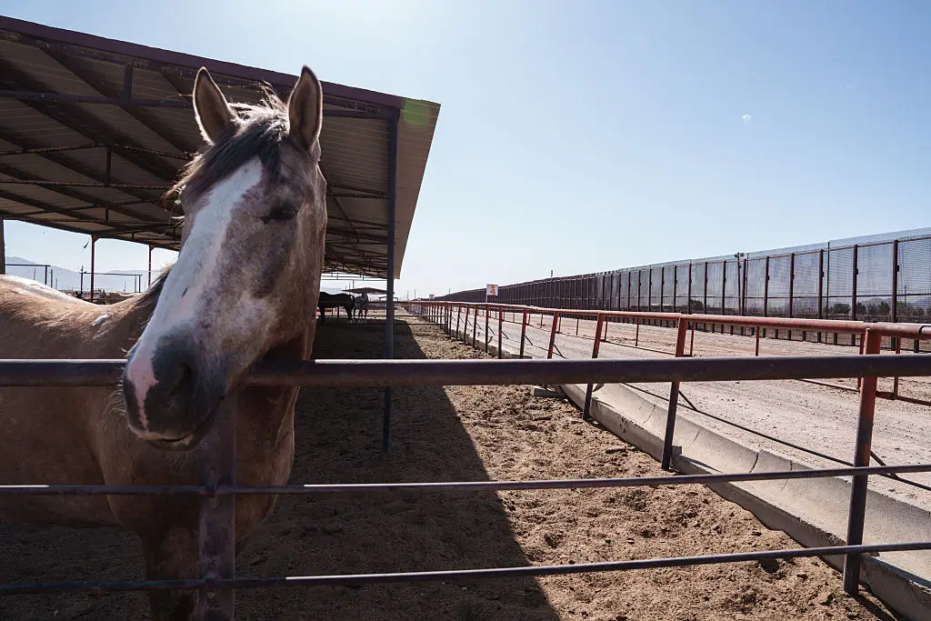 Screwworm can kill livestock (Paul Ratje/Bloomberg via Getty Images)