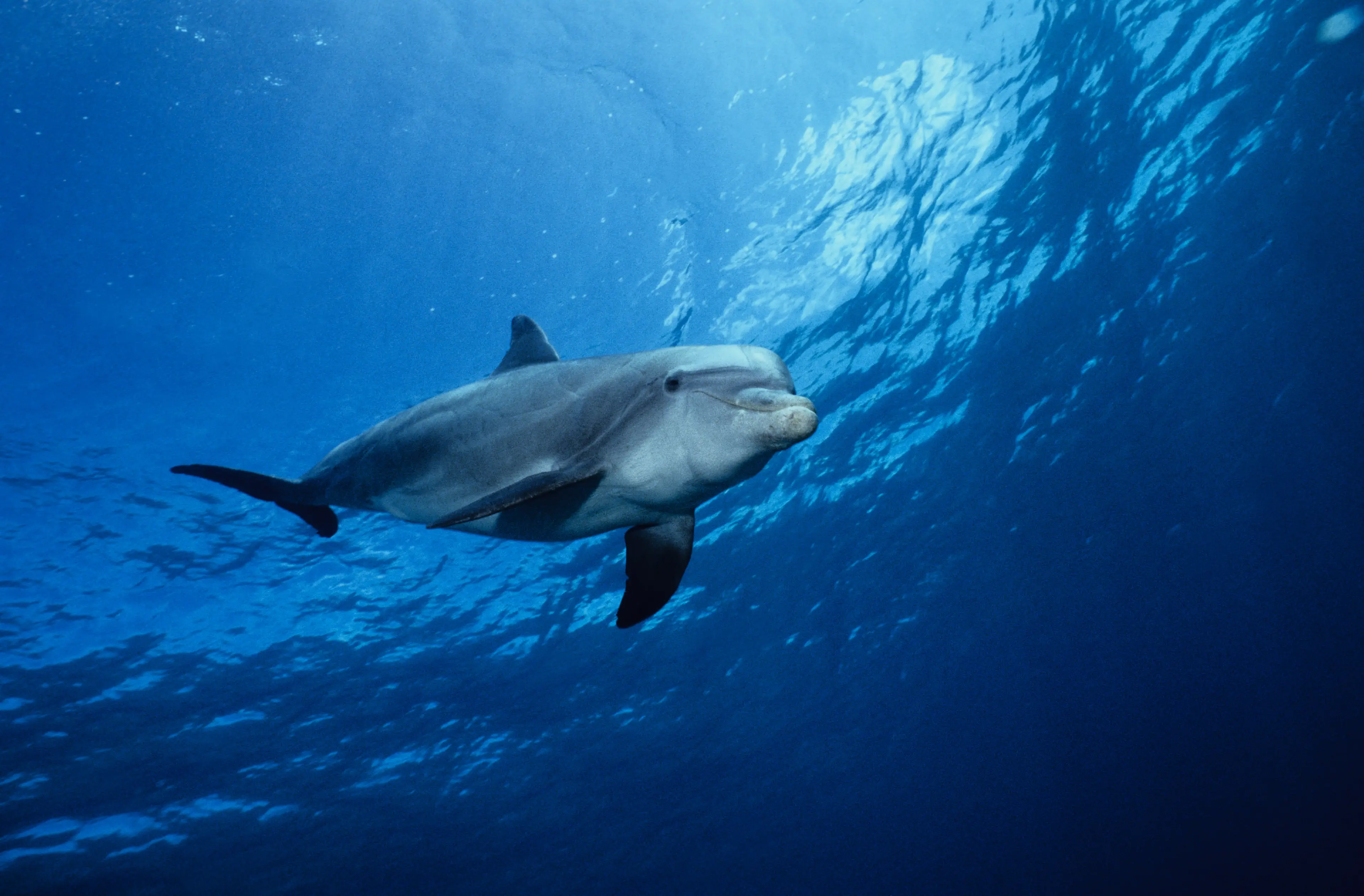 Kylie doesn't communicate like other dolphins.