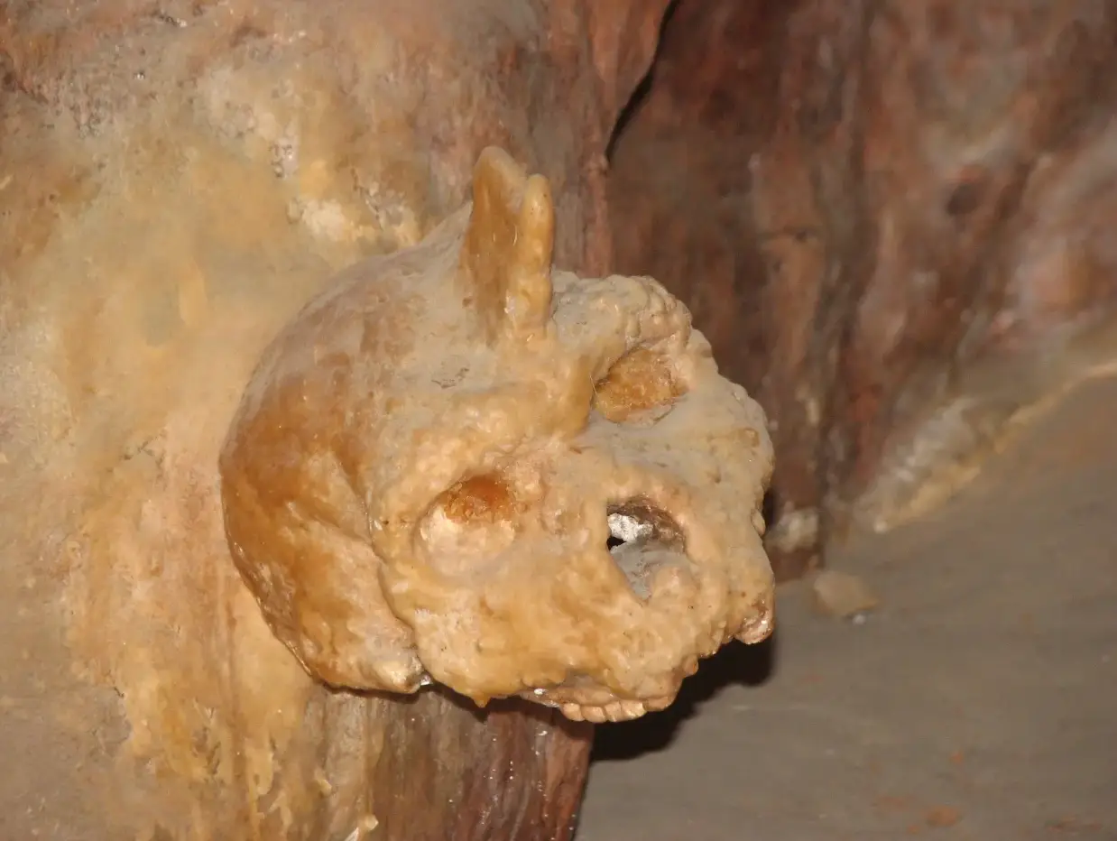 The skull has long baffled scientists (Nadina)