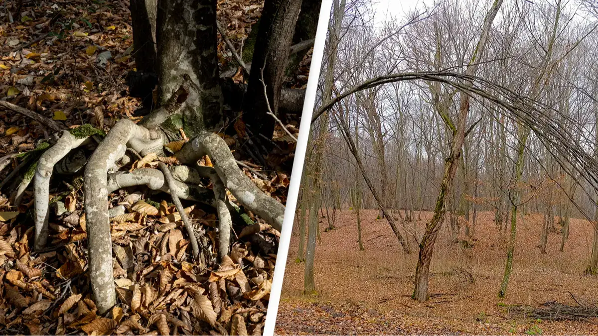 Chilling history behind ‘world’s most haunted forest’ with comparisons to the Bermuda Triangle