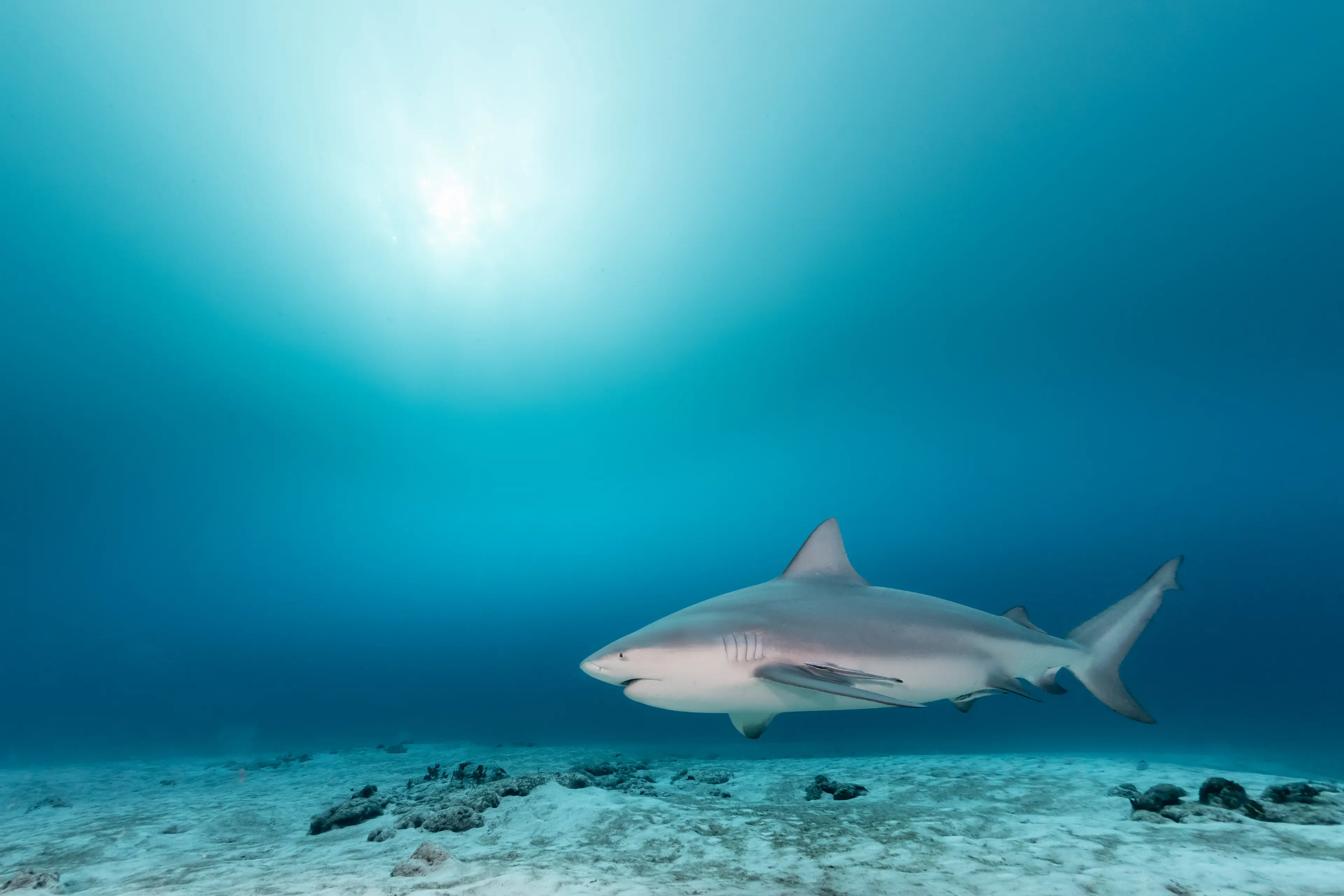 Bull Sharks are also an aggressive species 	(Alessandro Cere/500px/Getty)