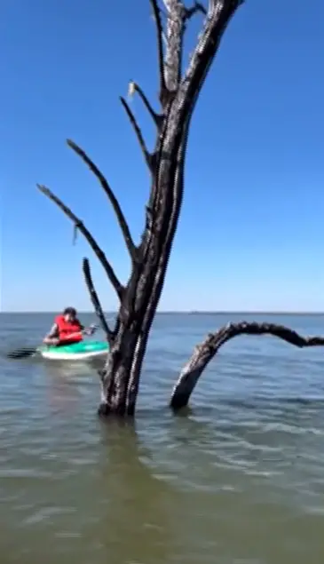 Taryn Zinszer died after his kayak allegedly capsized (WYMT)