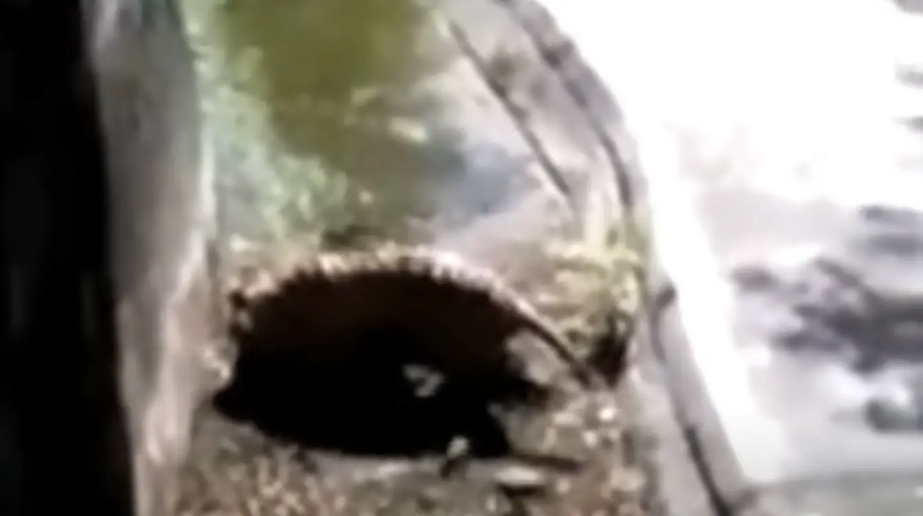 Spectators threw stones at the tiger in an attempt to distract it.