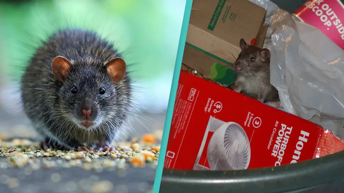 (Vishal Bhatnagar/NurPhoto via Getty Images/Gary Hershorn/Getty Images)