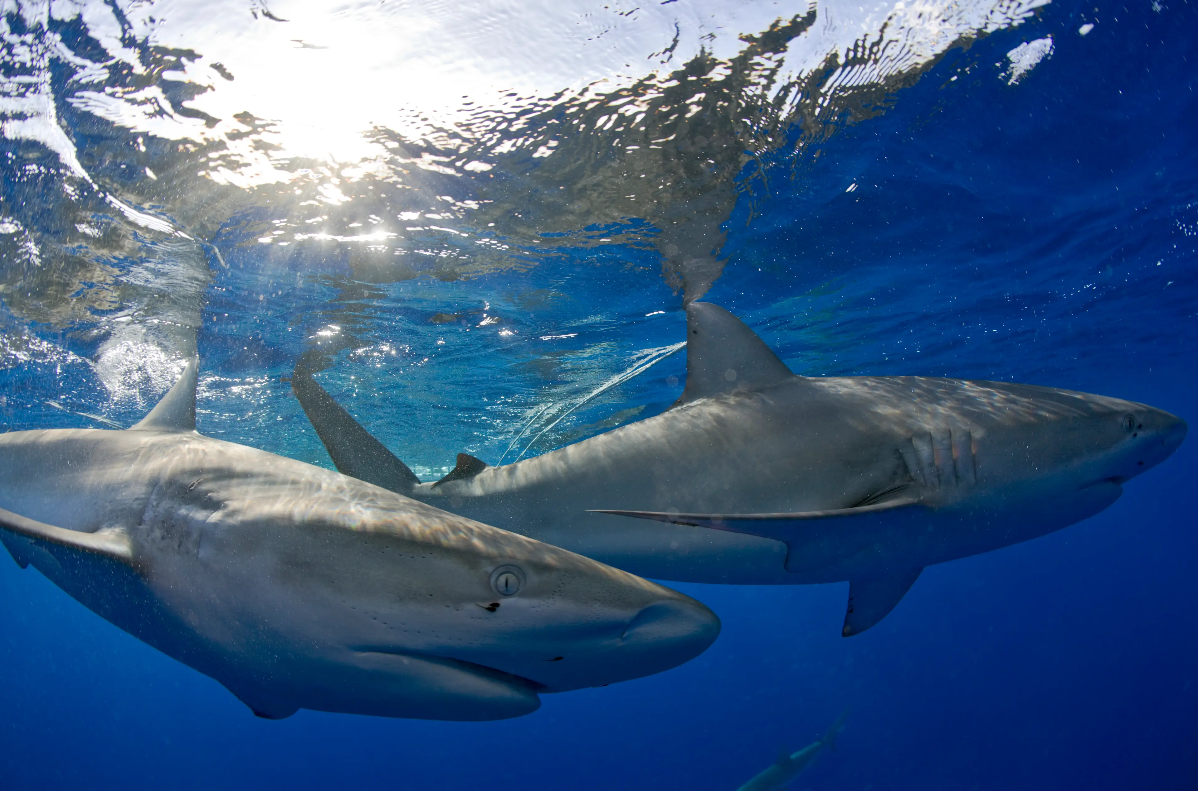 Hoyos ended up having 27 injuries from the attack (Reinhard Dirscherl/ullstein bild via Getty Images)