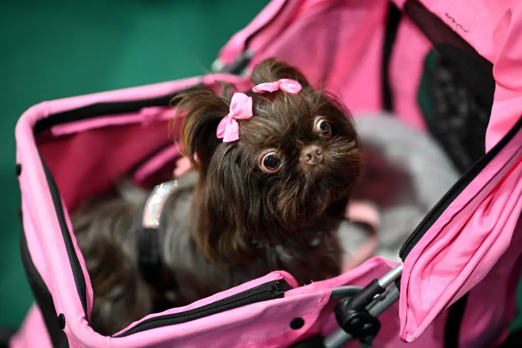 The 'most beautiful' dogs according to science have been revealed (OLI SCARFF/AFP via Getty Images)