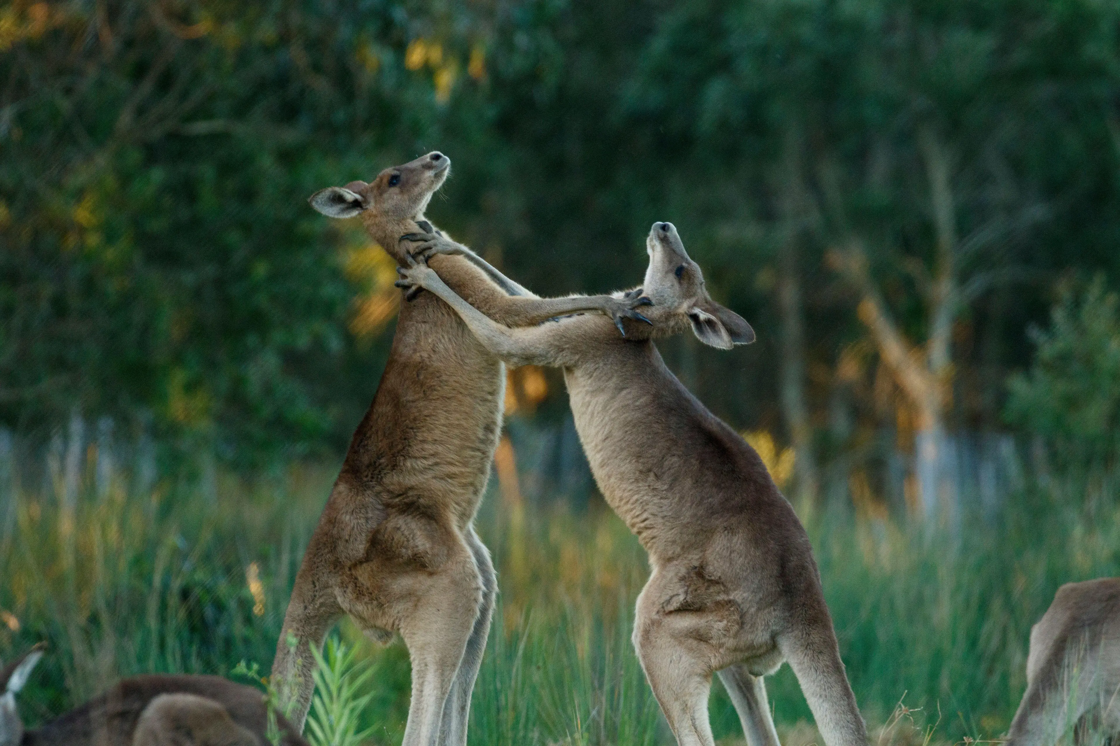 According to wildlife carer, Michelle Jones, it's currently breeding season which can make kangaroos more aggressive.