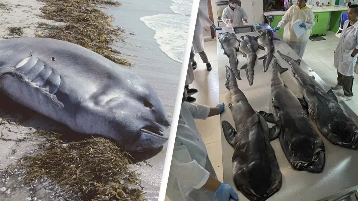 iNaturalist/Dr. Glenn Moore/CC BY-NC/Facebook/National Museum of the Philippines