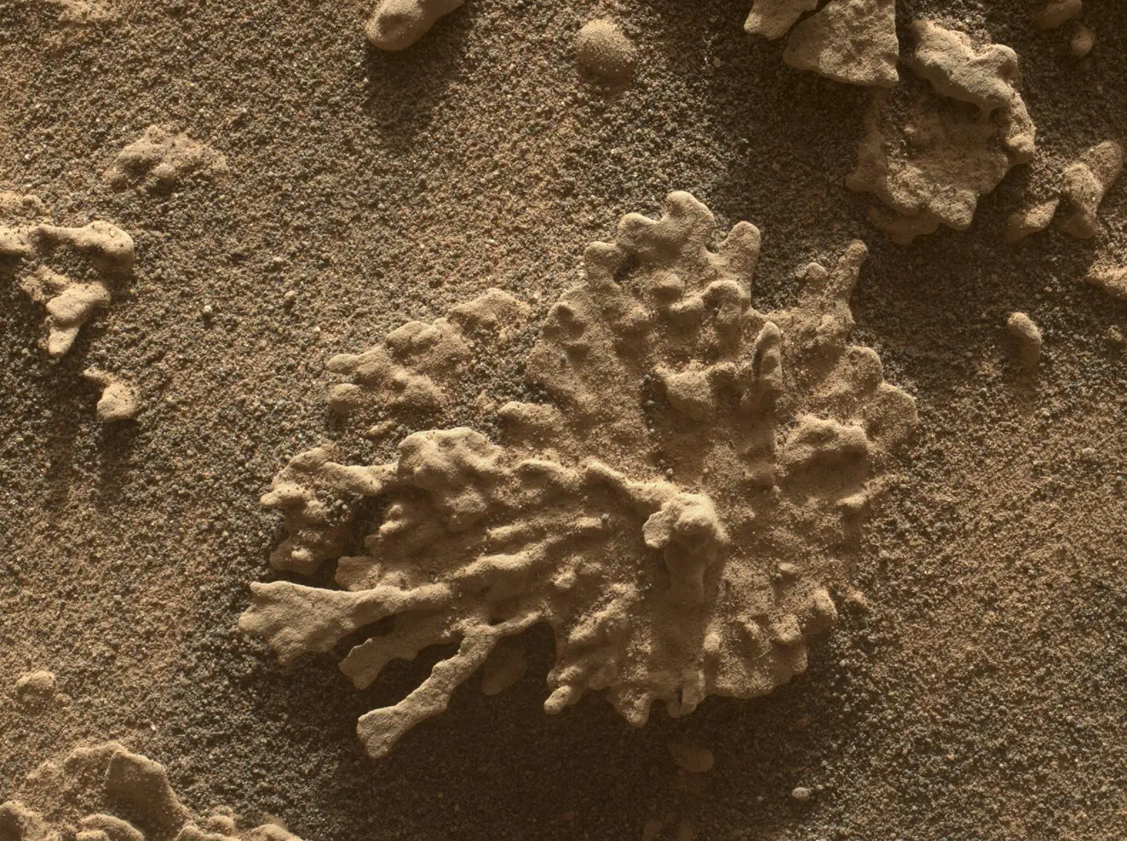 The rover has also picked up images that resemble corals (NASA/JPL-Caltech/MSSS)