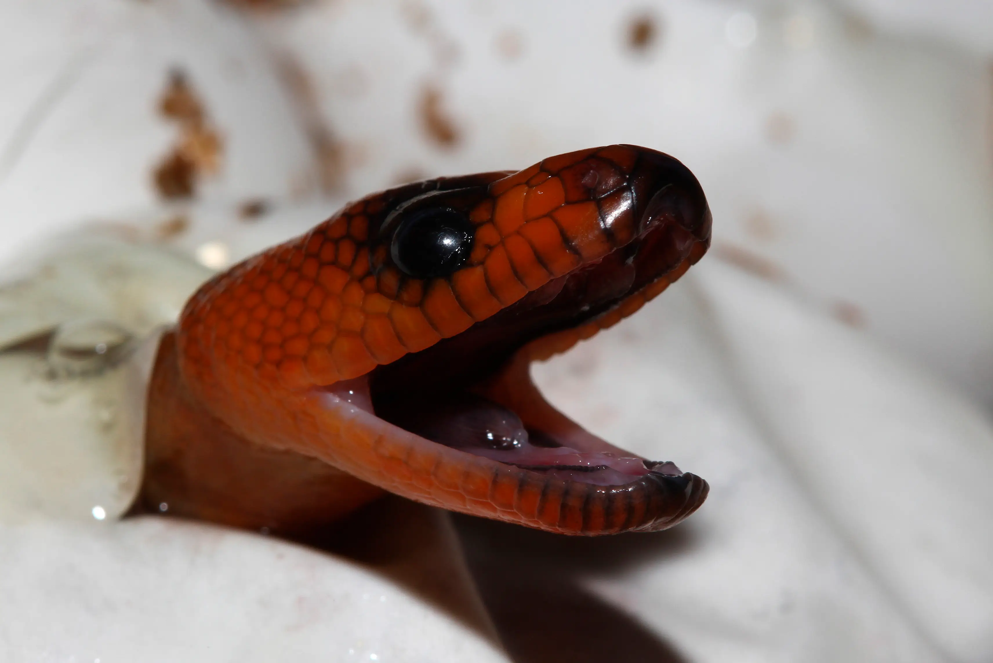 Australia's snakes reaction as they hear there's a new guy on the block.