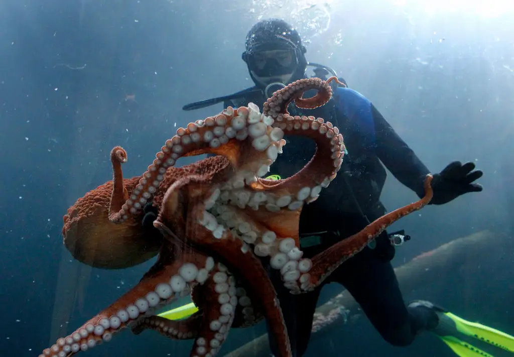 The world's biggest Octopus, The Giant Pacific Octopus (Brant Ward/San Francisco Chronicle via Getty Images)